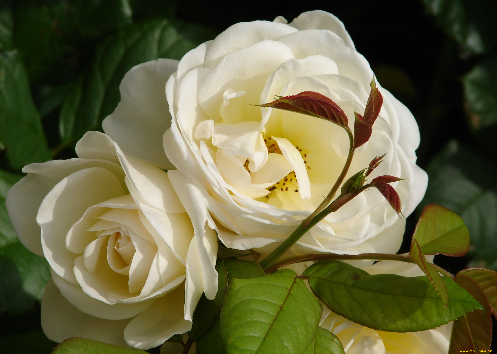 Белый шоколад White Chocolate роза